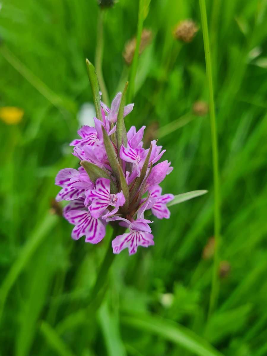 Over 400 common spotted orchid spikes in the meadow. Very beautiful, so  much colour variation. @WhitbyNats <a href="/BSBIbotany/">BSBI: Botanical Society of Britain & Ireland</a>  <a href="/Love_plants/">Plantlife</a>