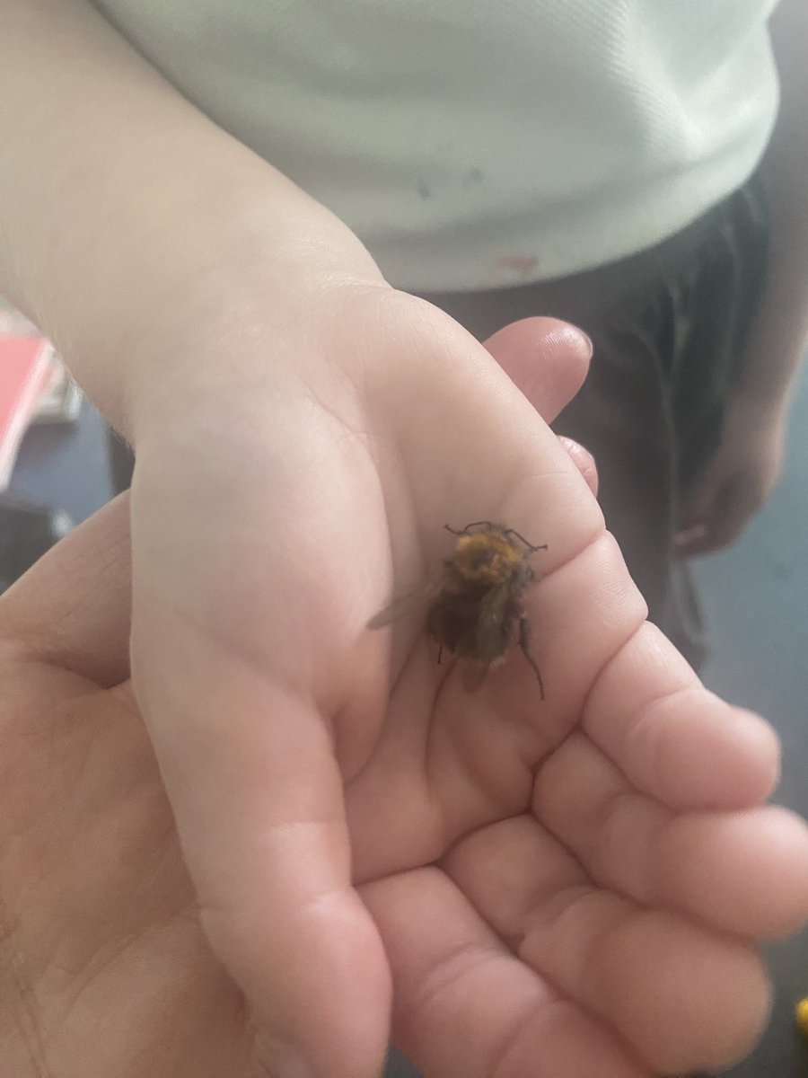 WGPS_2029's tweet photo. Hello Summer 2 term! We are back! 
We are already showing how ready, respectful and safe we are by caring for tired bees. Let’s do this FS2! 🐝 https://t.co/6YAlKEaRIl