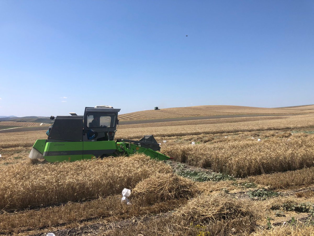 Continuamos con la cosecha de ensayos en Écija (con un riego de apoyo). Seleccionando siempre con el mismo manejo que el agricultor colaborador y cosechando a la vez. 
<a href="/AgrovegetalSA/">Agrovegetal SA</a> 
<a href="/CoesagroEcija/">Coesagro</a> 
<a href="/franciscoruizgm/">Francisco Ruiz Gómez</a>