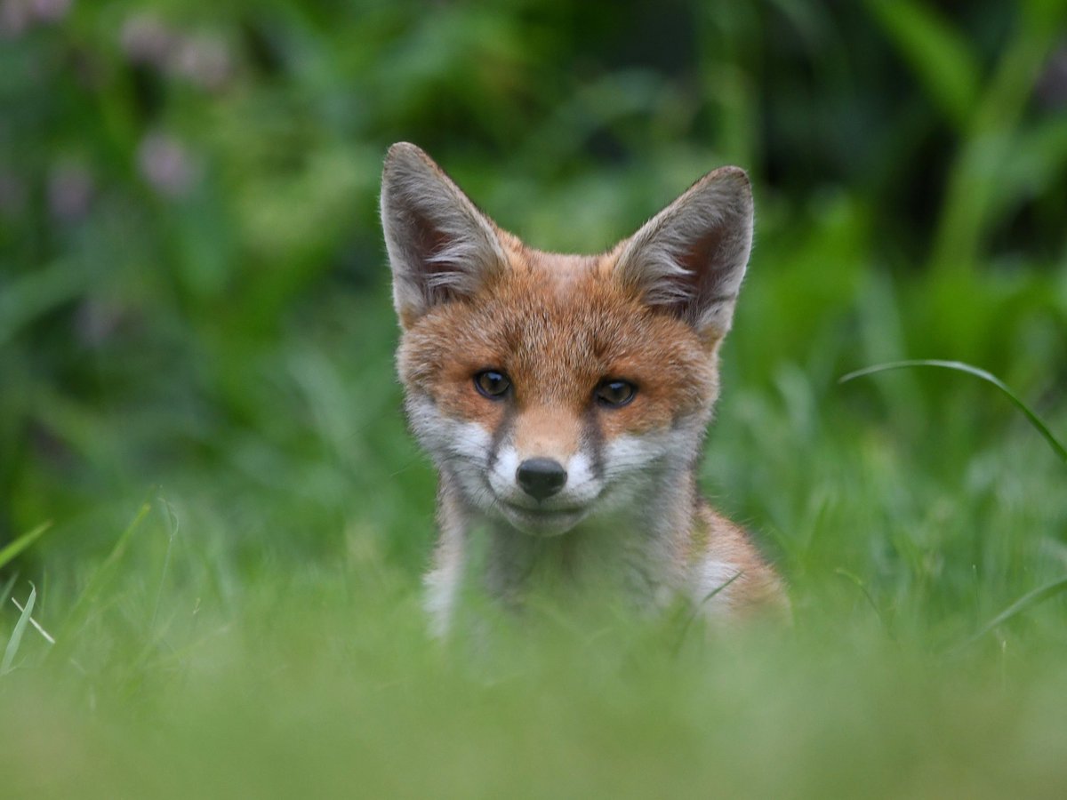 Only a quick visit to them tonight, the cubs are growing so fast!