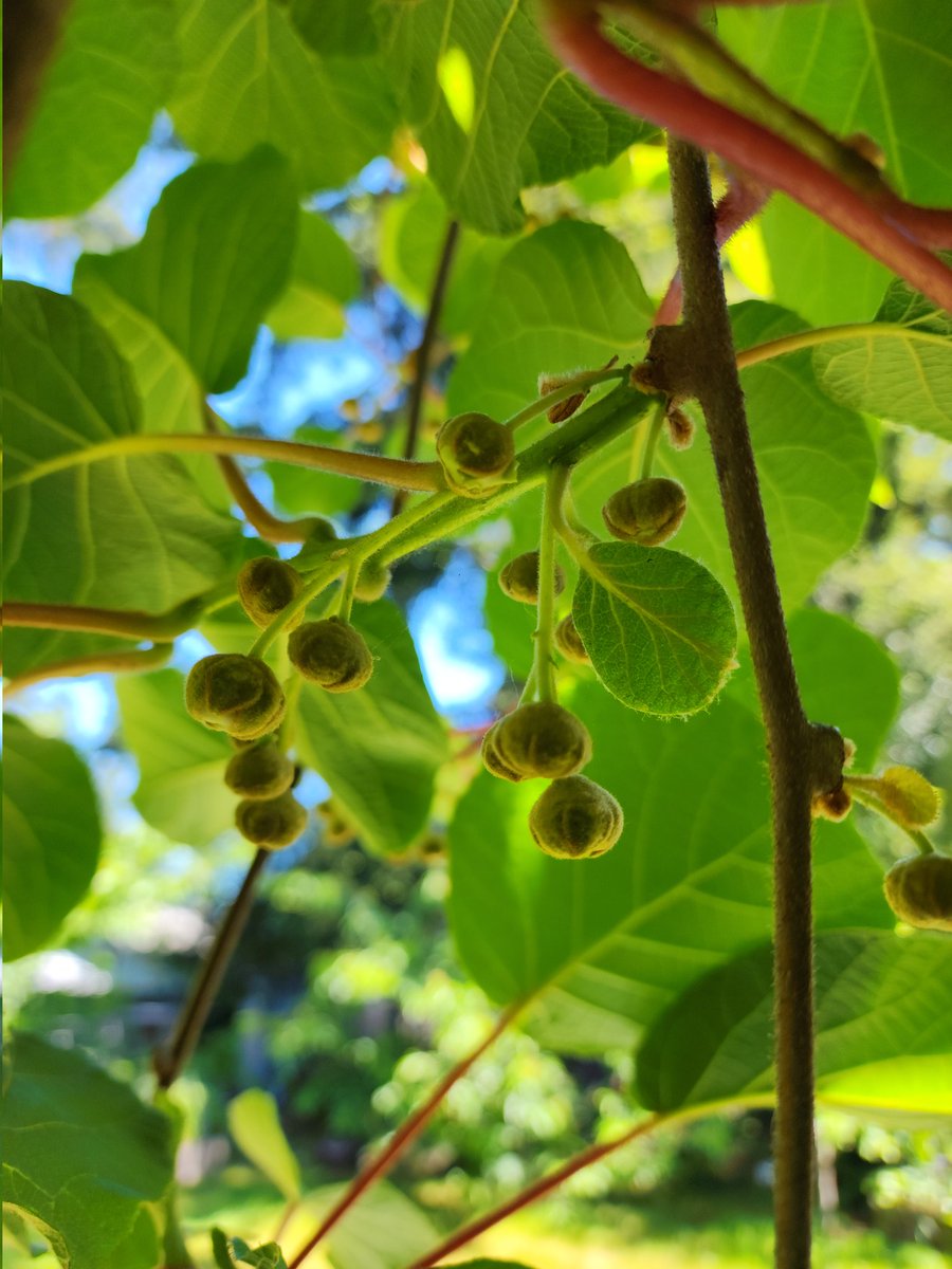 It's a perfect day in the Pacific Northwest and I'm sitting in my favorite spot under the Hayward kiwi fruit vines. The flowers are just about ready to bloom.
#GardensHour @GardensHour