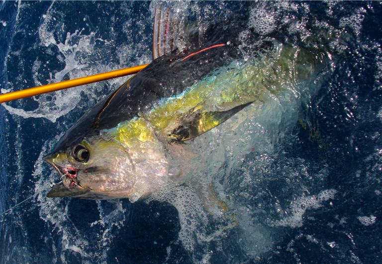 TagBillfish's tweet photo. Electronic Reporting Requirements for Atlantic HMS

https://t.co/9oSagR1ySB

#tbfshare #noaa #hms #highlymigratoryspecies #fisheriesmanagement #electronicreporting https://t.co/tNxSExI3eO