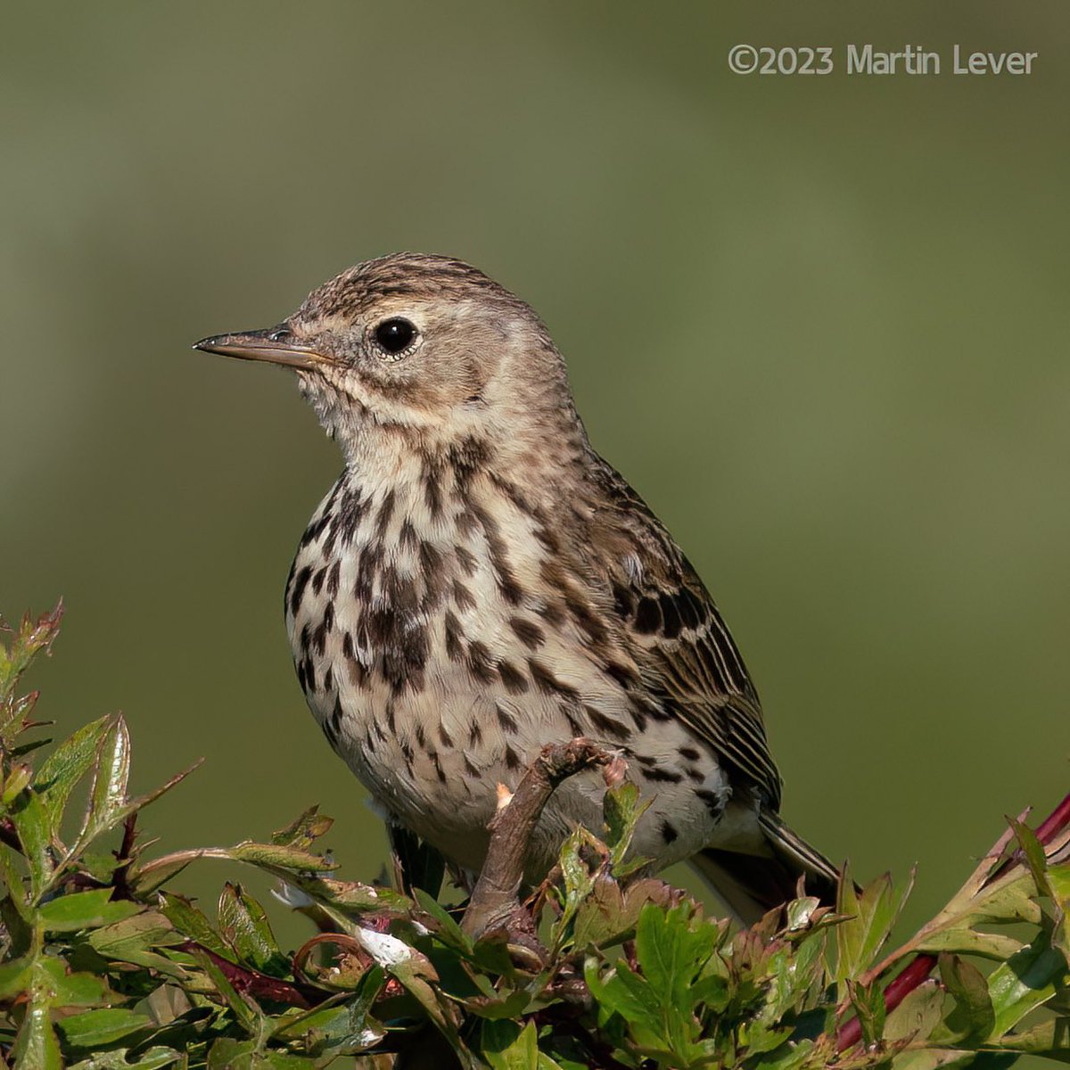 #MeadowPipit at Cothelstone Hill this evening #Quantocks #Somerset