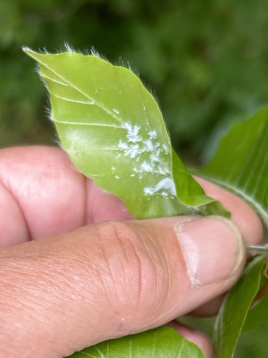 Wooly Aphid damages foliage, and weakens Beech Trees.

Have our arborists prescribe a foliar or systemic control method for Wooly Aphid as part of your program to protect your Beech Trees.

bit.ly/3MsjPyj

#arborist #beechtree #beechleafdisease #treecare #treehealth