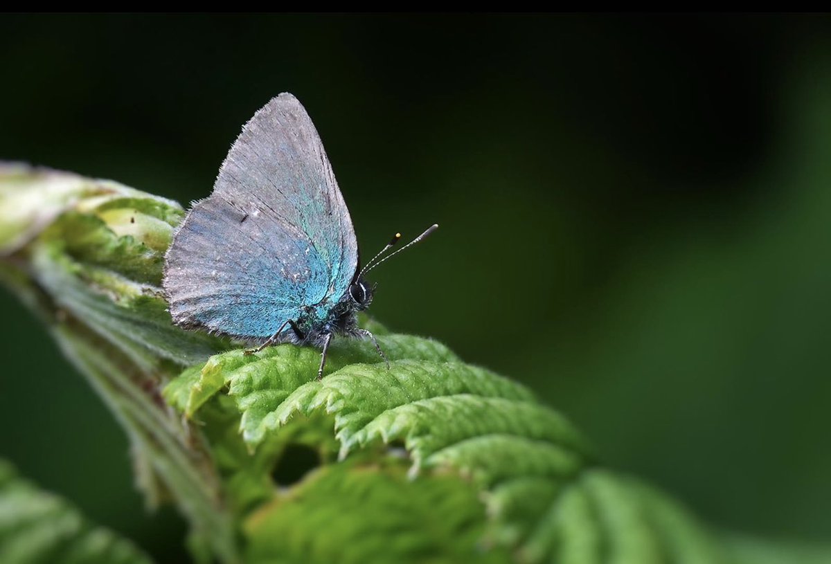In the Chiltern hills see real days ago, me and my dad discovered an oddly toned Green Hairstreak amongst the leaves. The only thing is doesn’t look very green to me, much to you?