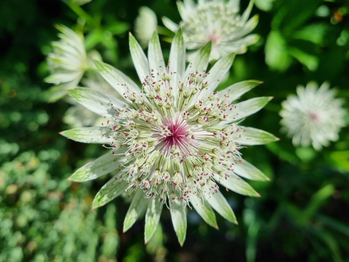 And this month's obsession is.... ASTRANTIA! How gorgeous is this flower?! 😍 

#GardensHour