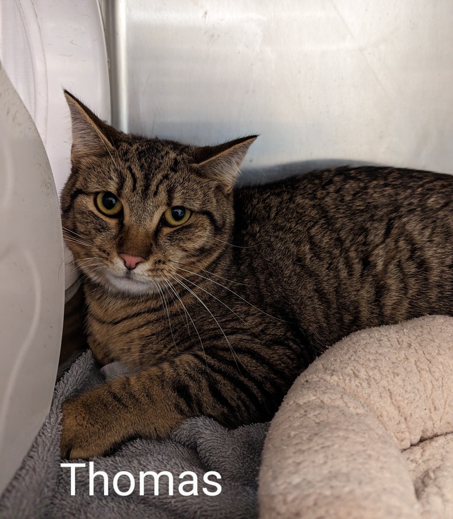 This is Thomas

ID  645357
Date Acquired: 6/3/2023
How Acquired: stray
Adoptable on: 6/10/2023
Cage: 648
Age: 3 years
Gender:  neutered male
Color:  tabby
Tail: long
Health: good 
Temper: shy/sweet

Cobb County Animal Services is located at:
1060 Al Bish… ift.tt/CkA0X9g