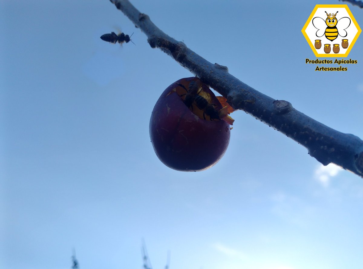 productapiart tweet picture