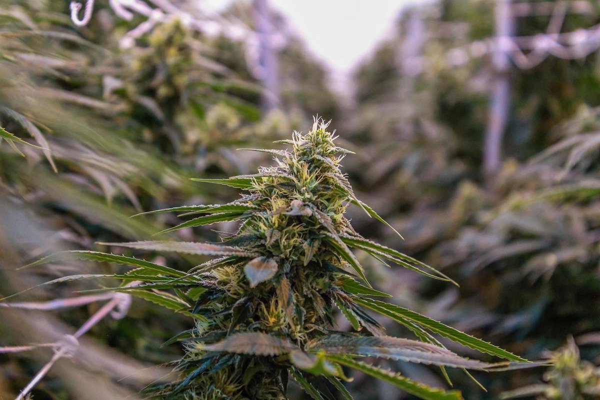 phatpanda's tweet photo. Thereβs nothing like walking into an #ogchem room. The canopy is just always on point, itβs like starting at a sea of beautiful green! π #phatpanda https://t.co/1eiKUwTvJE