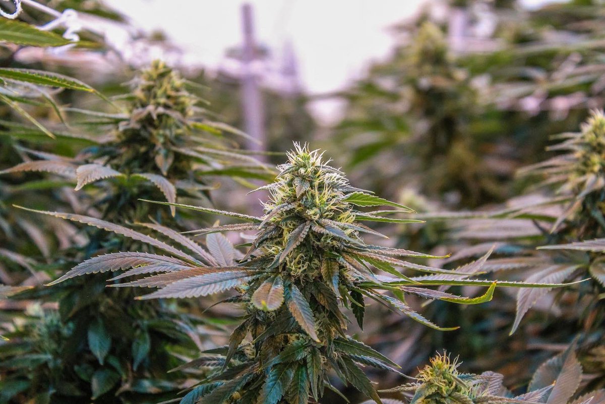 phatpanda's tweet photo. Thereβs nothing like walking into an #ogchem room. The canopy is just always on point, itβs like starting at a sea of beautiful green! π #phatpanda https://t.co/1eiKUwTvJE