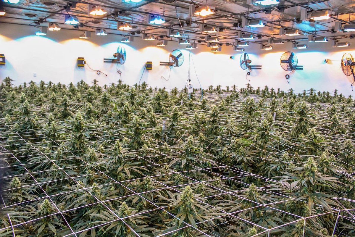 phatpanda's tweet photo. Thereβs nothing like walking into an #ogchem room. The canopy is just always on point, itβs like starting at a sea of beautiful green! π #phatpanda https://t.co/1eiKUwTvJE
