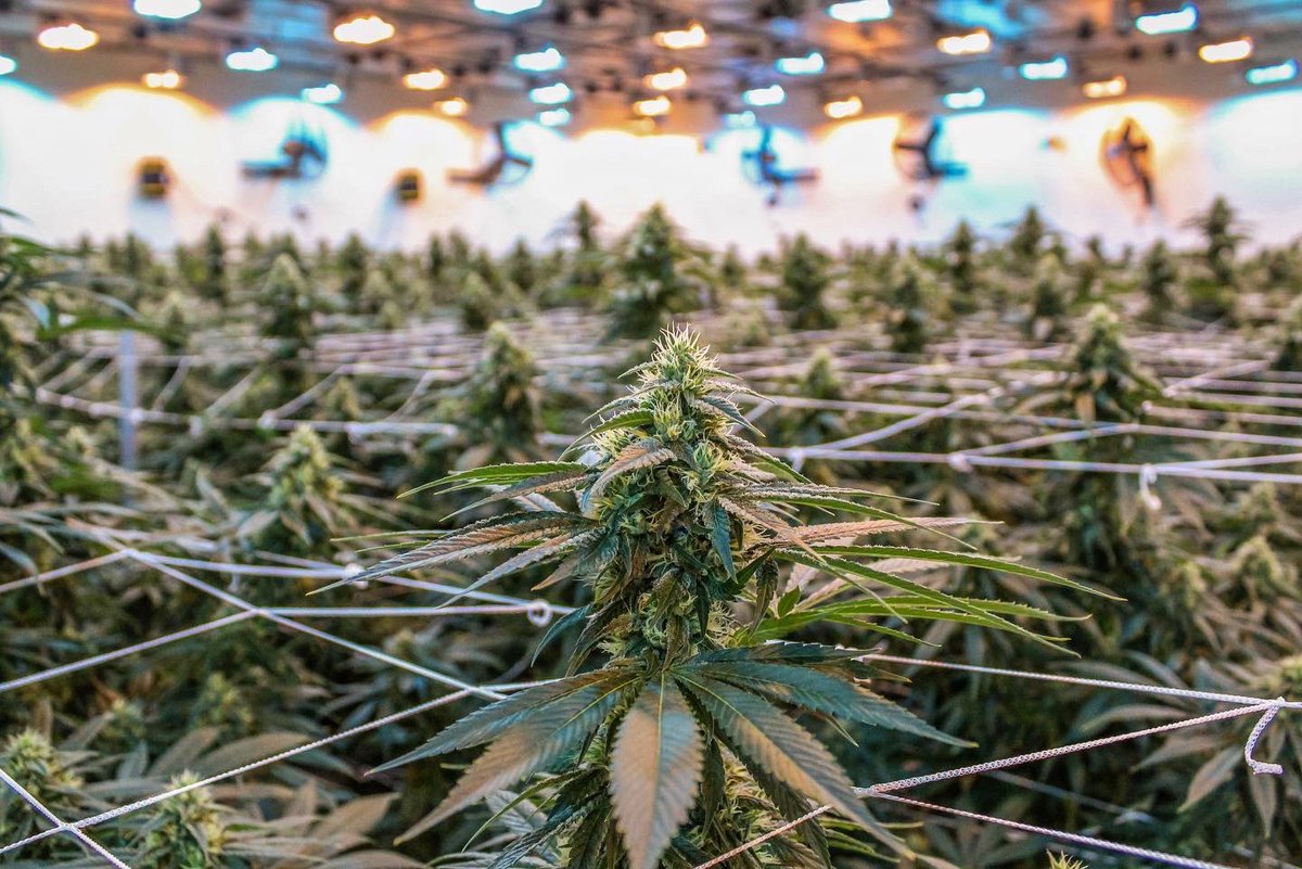 phatpanda's tweet photo. Thereβs nothing like walking into an #ogchem room. The canopy is just always on point, itβs like starting at a sea of beautiful green! π #phatpanda https://t.co/1eiKUwTvJE