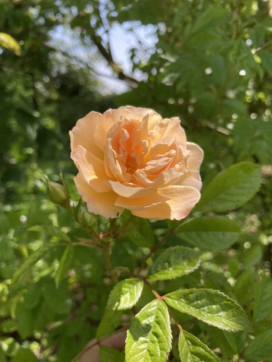 First flower on my rambling rose 🧡 #GardensHour #garden #GardeningTwitter