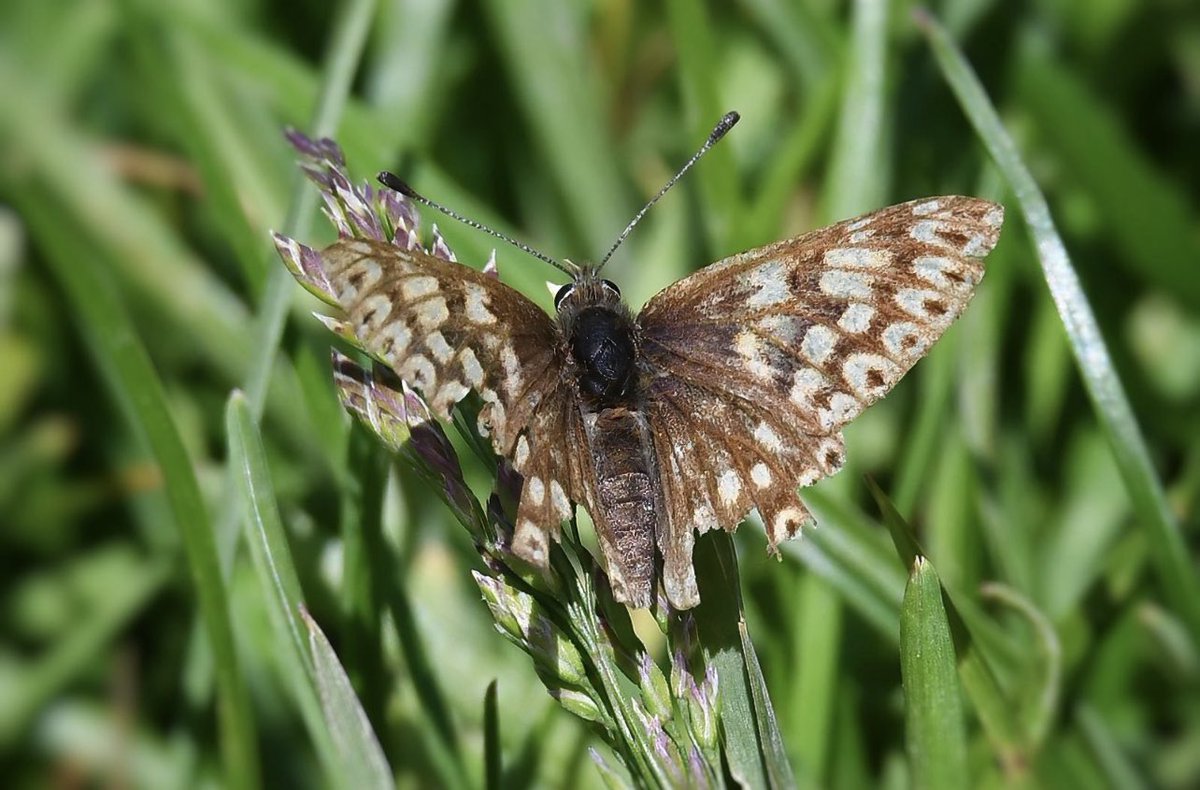 A very worn Duke of Burgundy has been spotted by me and my dad in the Chiltern hills.