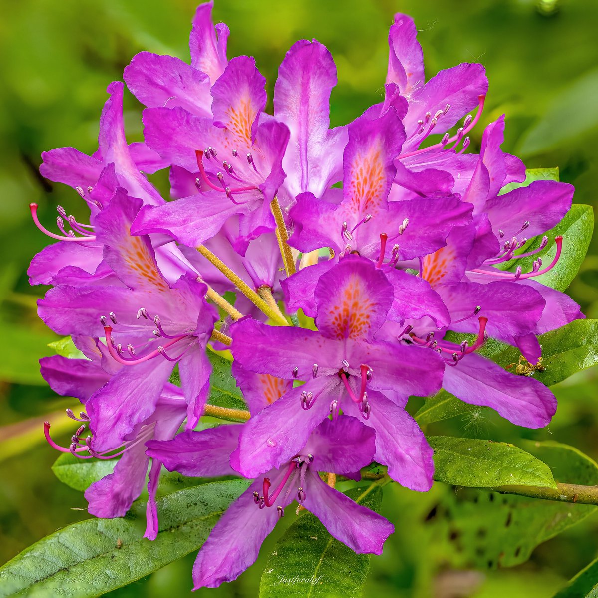 laffertyandy's tweet image. #MacroMonday