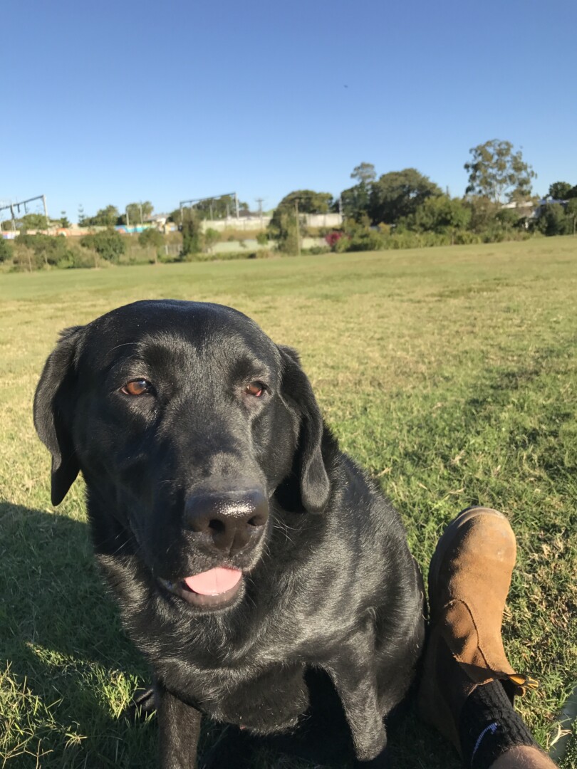 mylostpetalert's tweet photo. Lost dog in #austin #TX (78704) #lostdog #lostpet #missing https://t.co/WDFGYojx9U https://t.co/ZsqMLiIyLr