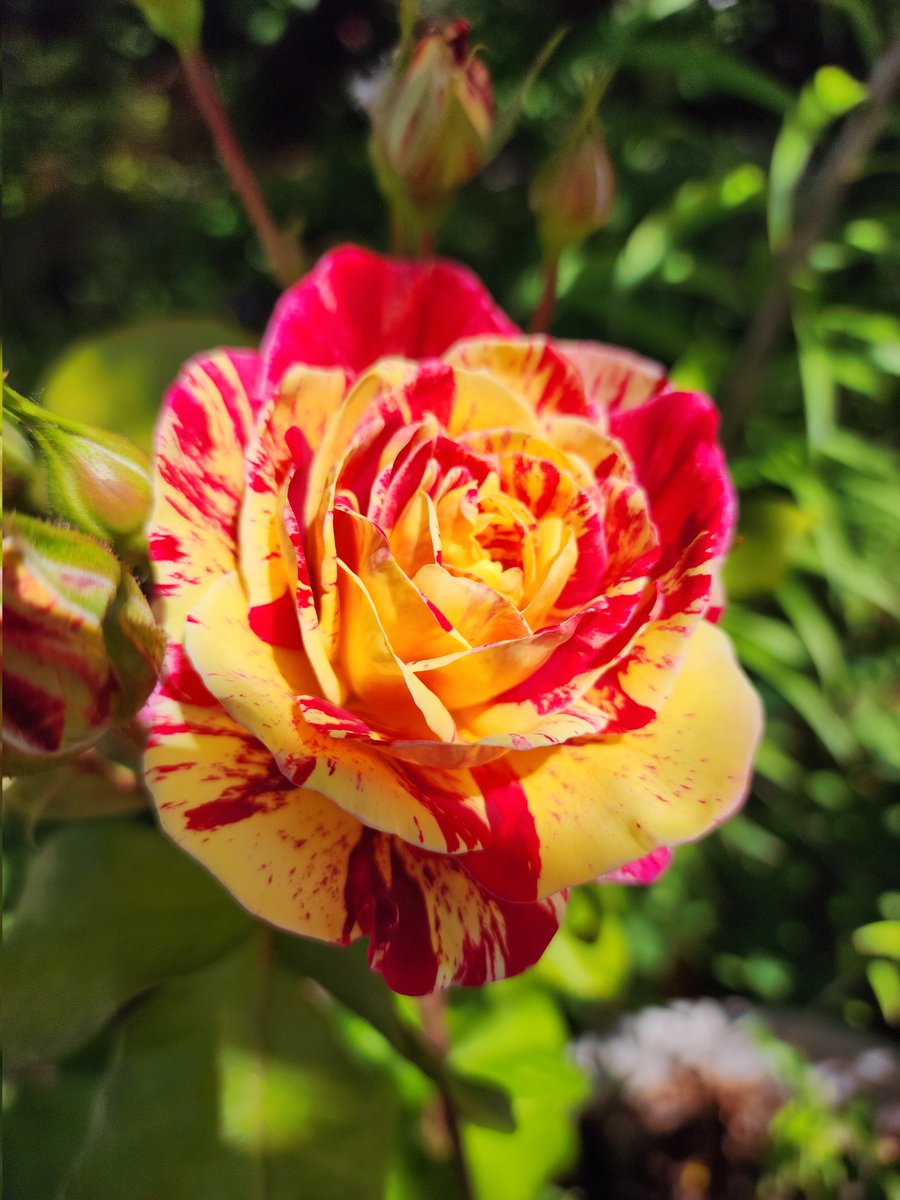 Most of you know how much I like stripey roses, Here's 'George Burns'
one of my favorites #GardensHour 
@GardensHour