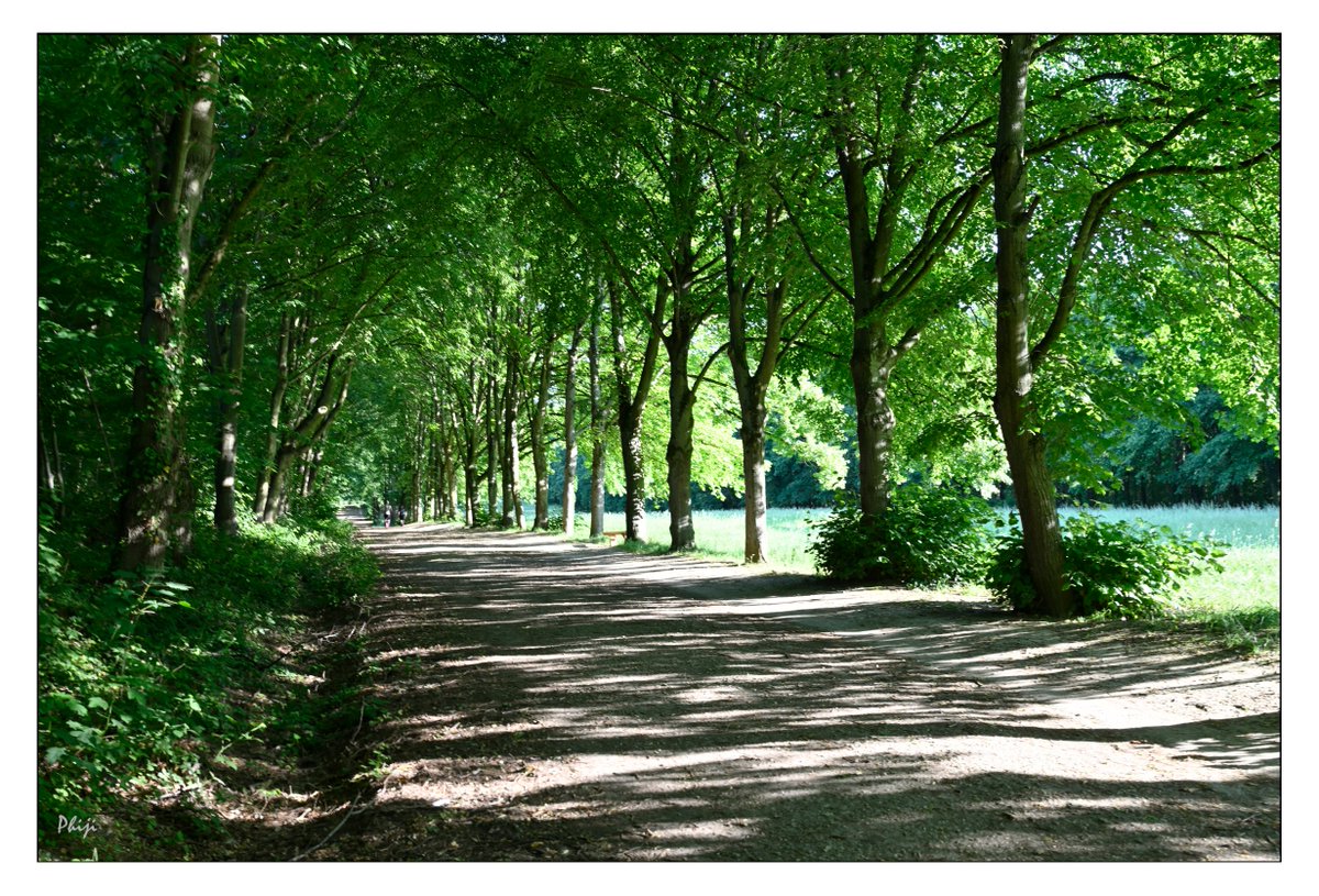 phiji's tweet photo. Marche à l'ombre https://t.co/w3KPXl2dtl