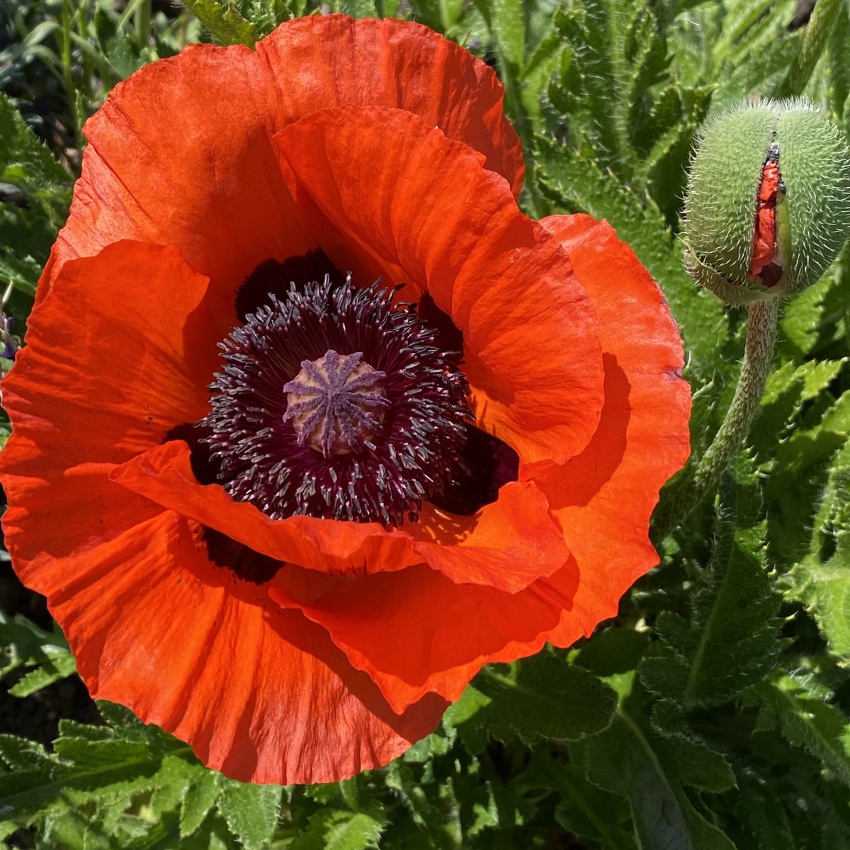 A beautiful poppy on my allotment plot. #GardensHour