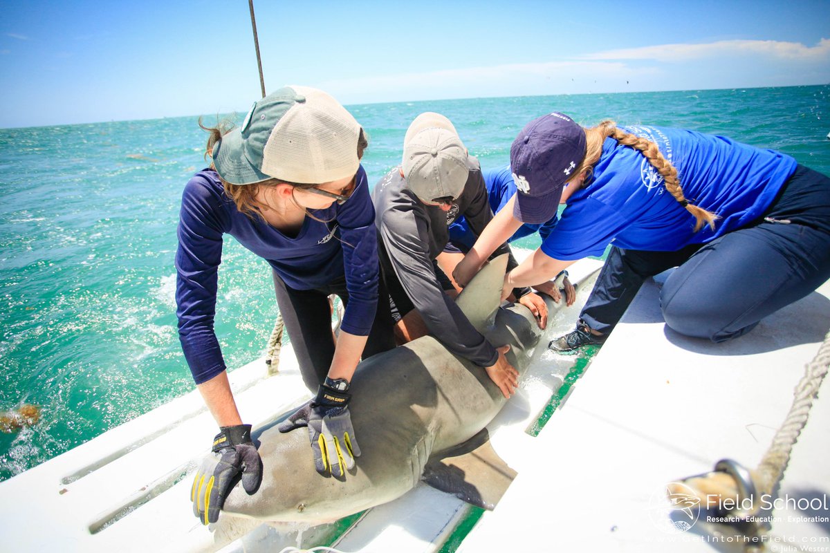 BiologistBecca's tweet image. Hey y’all! I'm Becca, a recent graduate from Saint Mary's College. I'm interested in marine movement ecology, specifically in the context of sustainable development of fisheries. I plan on attending grad school in the future so follow along to see my journey!