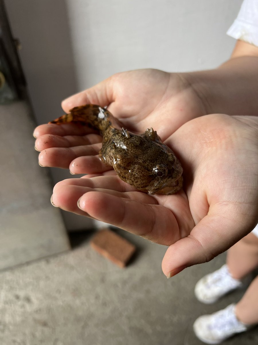 BiologistBecca's tweet image. Hey y’all! I'm Becca, a recent graduate from Saint Mary's College. I'm interested in marine movement ecology, specifically in the context of sustainable development of fisheries. I plan on attending grad school in the future so follow along to see my journey!