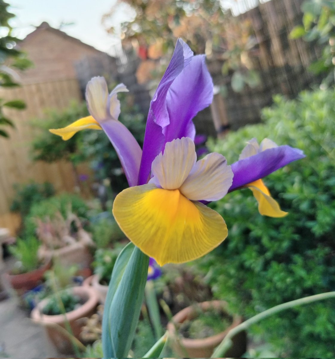 A curious Iris checking me out the other day #GardensHour