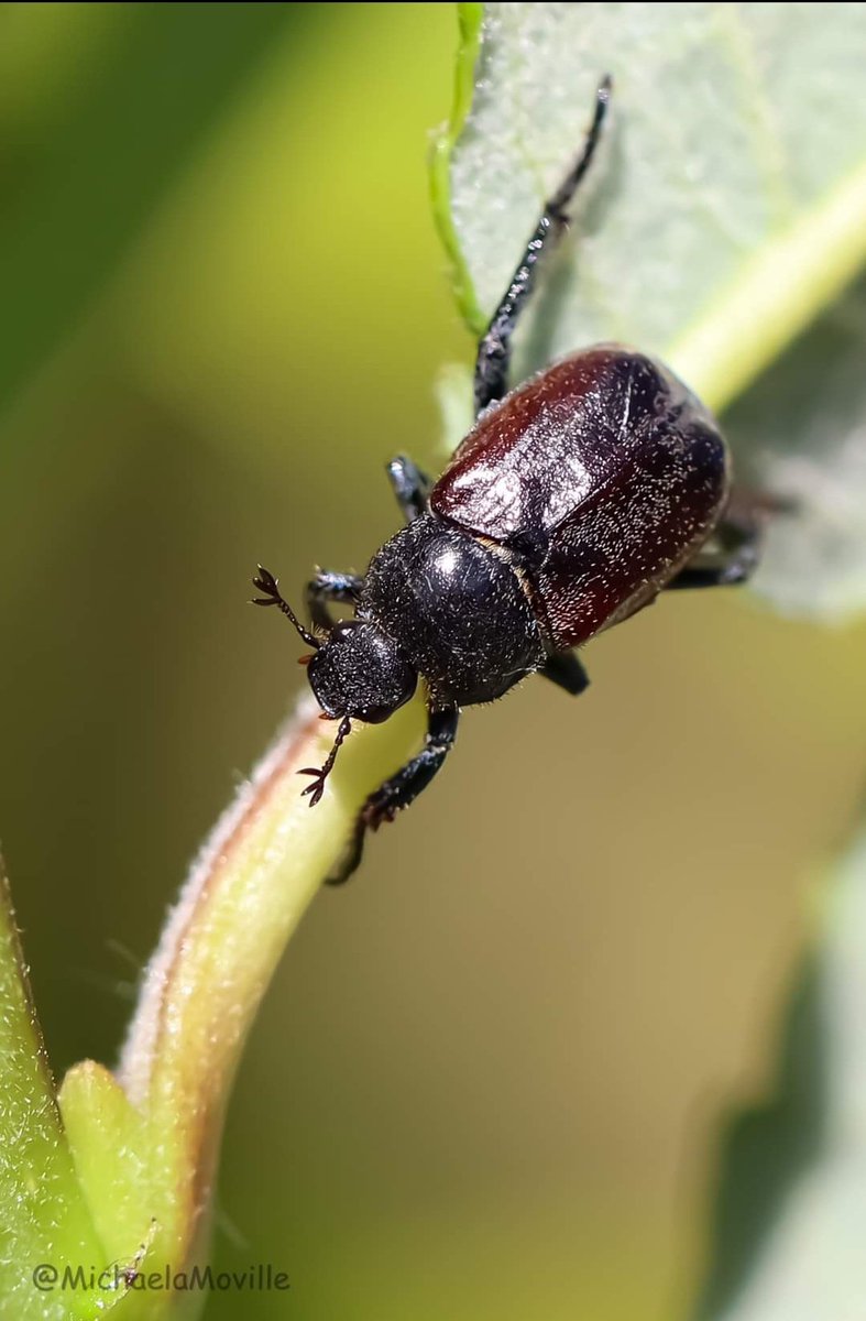 May bug, cockchafer in garden today @BBCSpringwatch @WildlifeMag @MacroHour @Lancswildlife @Buzz_dont_tweet @homesforbugs @Britnatureguide @nationaltrust @NaturePortfolio @NatureUK @Team4Nature @insectweek