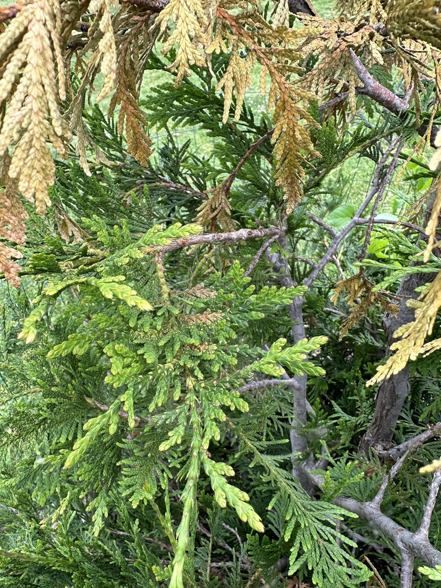 Mel Waldron III tweet media