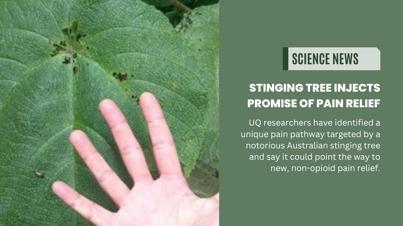 Queensland Science on Twitter "GympieGympie tree toxin causes pain in