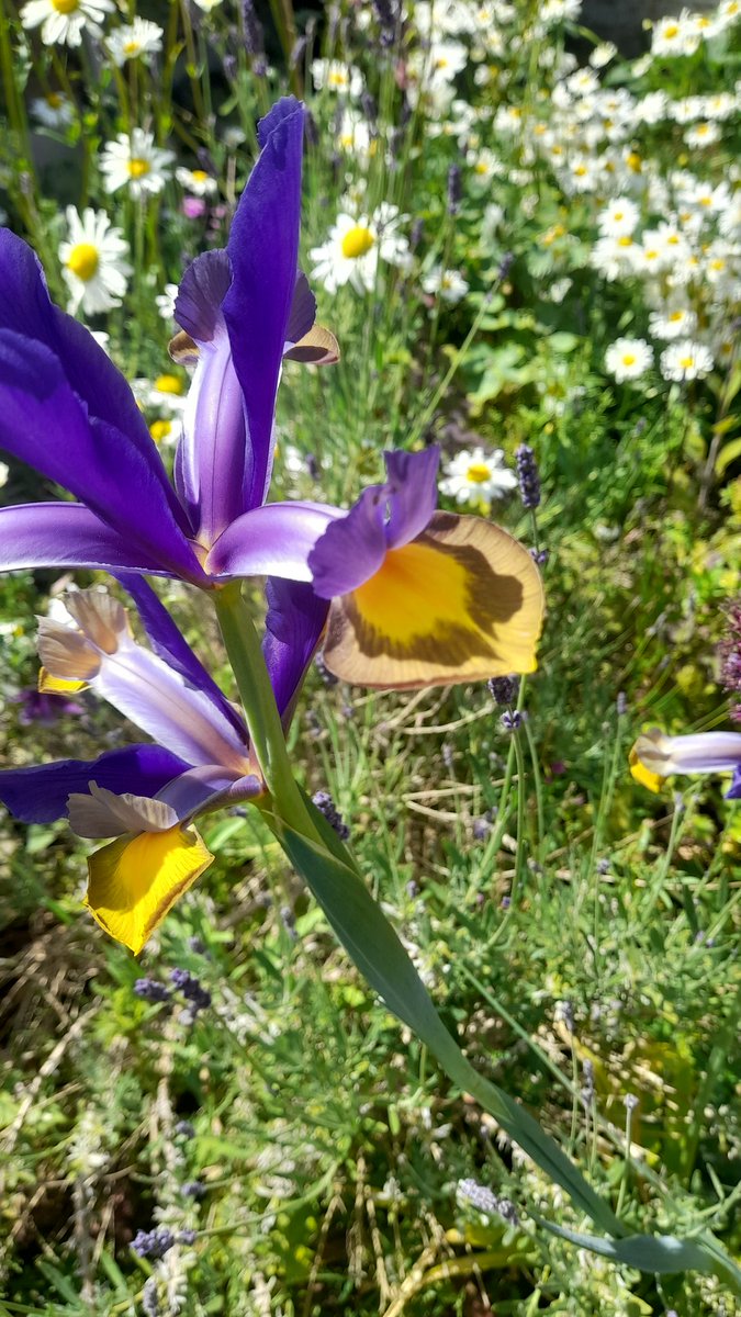 Allium cristophii and Iris x hollandica from my garden #gardenshour