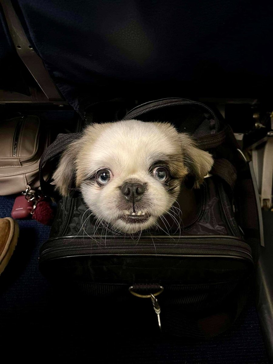 KarenNWoodham's tweet image. Vacation With Your Furry Friend: Traveling With Your Dog #blogengage @chachingqueen chachingqueen.com/vacation-with-… RT @blogengage