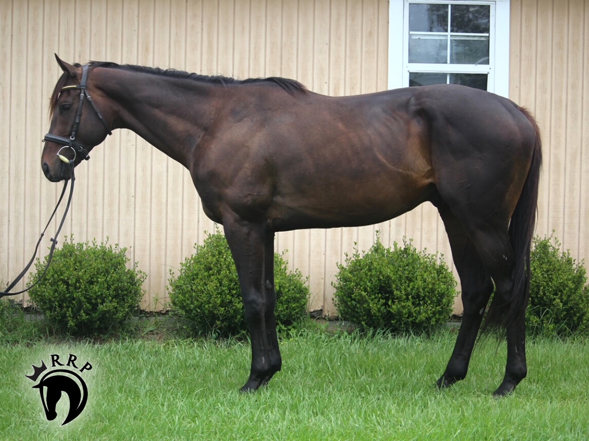 🆕 WAXMAN is going to make a lovely event prospect! 'Waldo' had 7 starts in his racing career, over $150k in earnings and was trained by @PletcherRacing. 🕯️ FMI: horseadoption.com/horse_detail/1… 🕯️ 2023 @RRP_TBMakeover Eligible #rehabretrainrehome @WertheimerSales @KYTbred