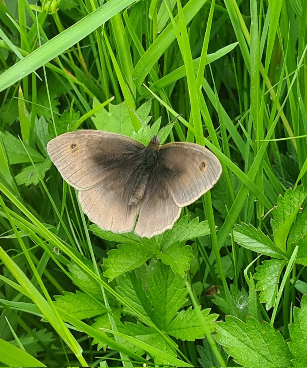 Meadowendy (@wendyholliday13) on Twitter photo First Meadow Brown of the year in the meadow this afternoon. A lovely surprise. <a href="/BC_Yorkshire/">Butterfly Conservation Yorkshire</a> @WhitbyNats First Meadow Brown of the year in the meadow this afternoon. A lovely surprise. <a href="/BC_Yorkshire/">Butterfly Conservation Yorkshire</a> @WhitbyNats