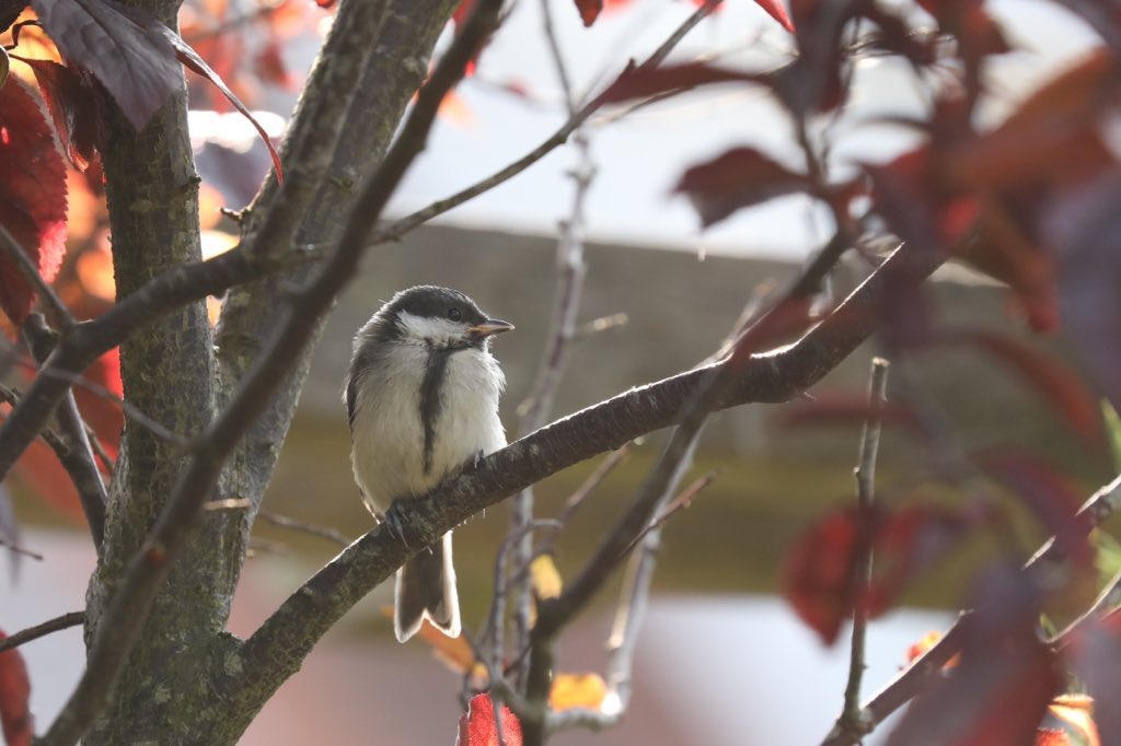 Koolmeesjes tweet media