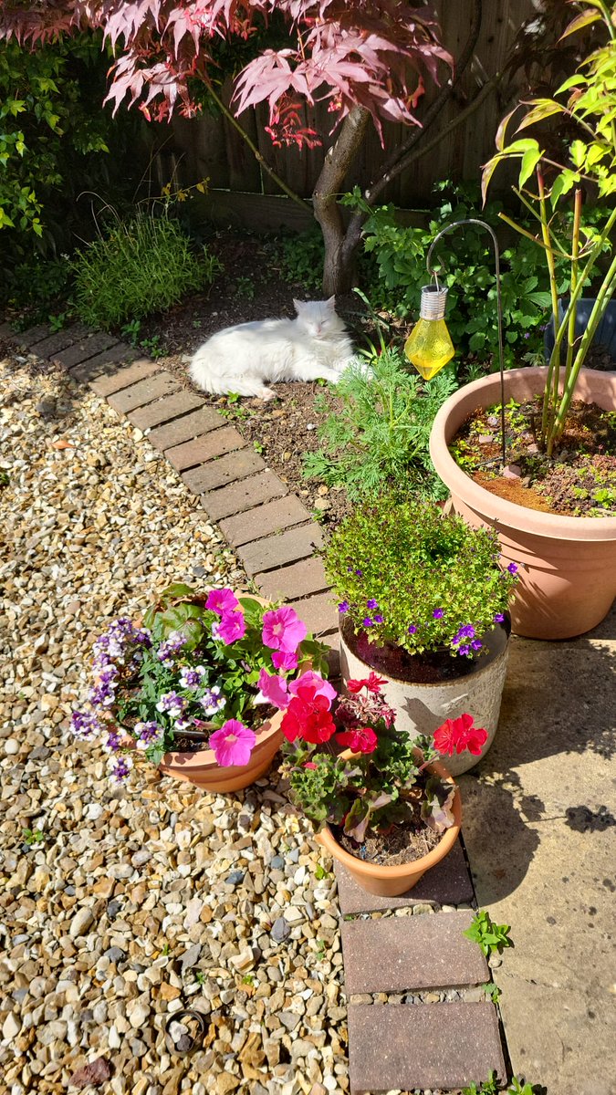 beefeater407's tweet photo. So Lilly, being a pure white cat, is supposed to stay out of the sun. This is her happy place. I think I will have to rig up a shade.
#Pamperedcat https://t.co/NOaMRB4mBr