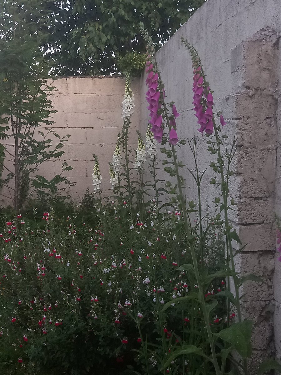 Early summertime flowers Foxgloves and Salvia Hot Lips for #gardenshour