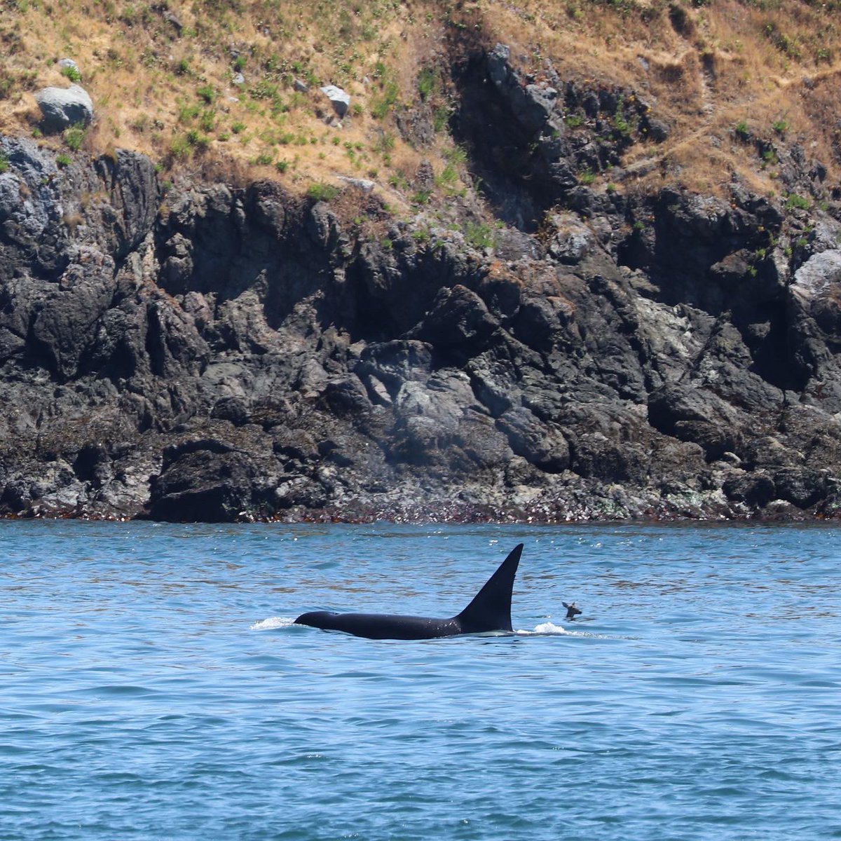 Spot the deer🦌 Bigg’s killer whale T124C “Cooper” encountered a black-tailed deer yesterday near Battleship Island! 

📷 PC: Naturalist Sam Murphy 

#islandadventures #orca #deer #whalewatch #salishsea