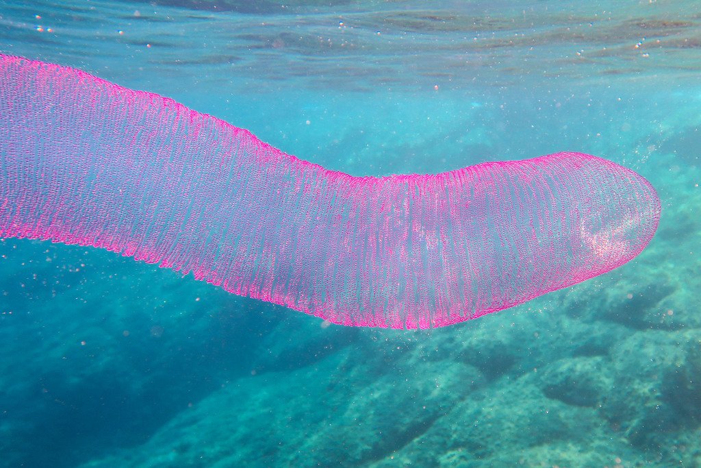 These might not look like squids, but just you wait!

These are actually the egg masses of the Diamondback squid (Thysanoteuthis rhombus) These masses have a length of 0.6 to 1.8 m with a diametre of 11 to 30 cm andcontain between 35,000 to 75,000 eggs. That's a lot of squid!