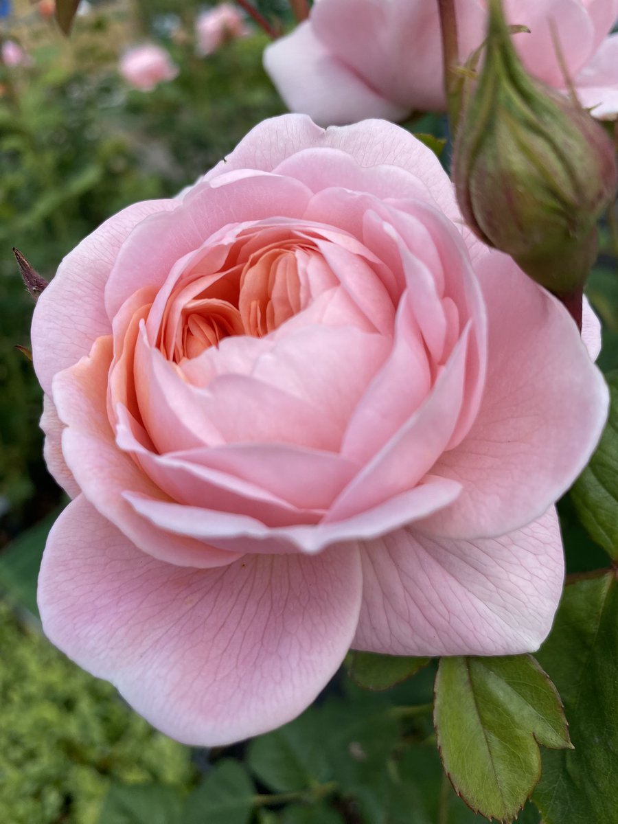 June is all about the roses 💕#GardensHour

#GardeningTwitter #Roses23 #Roses #RoseADay