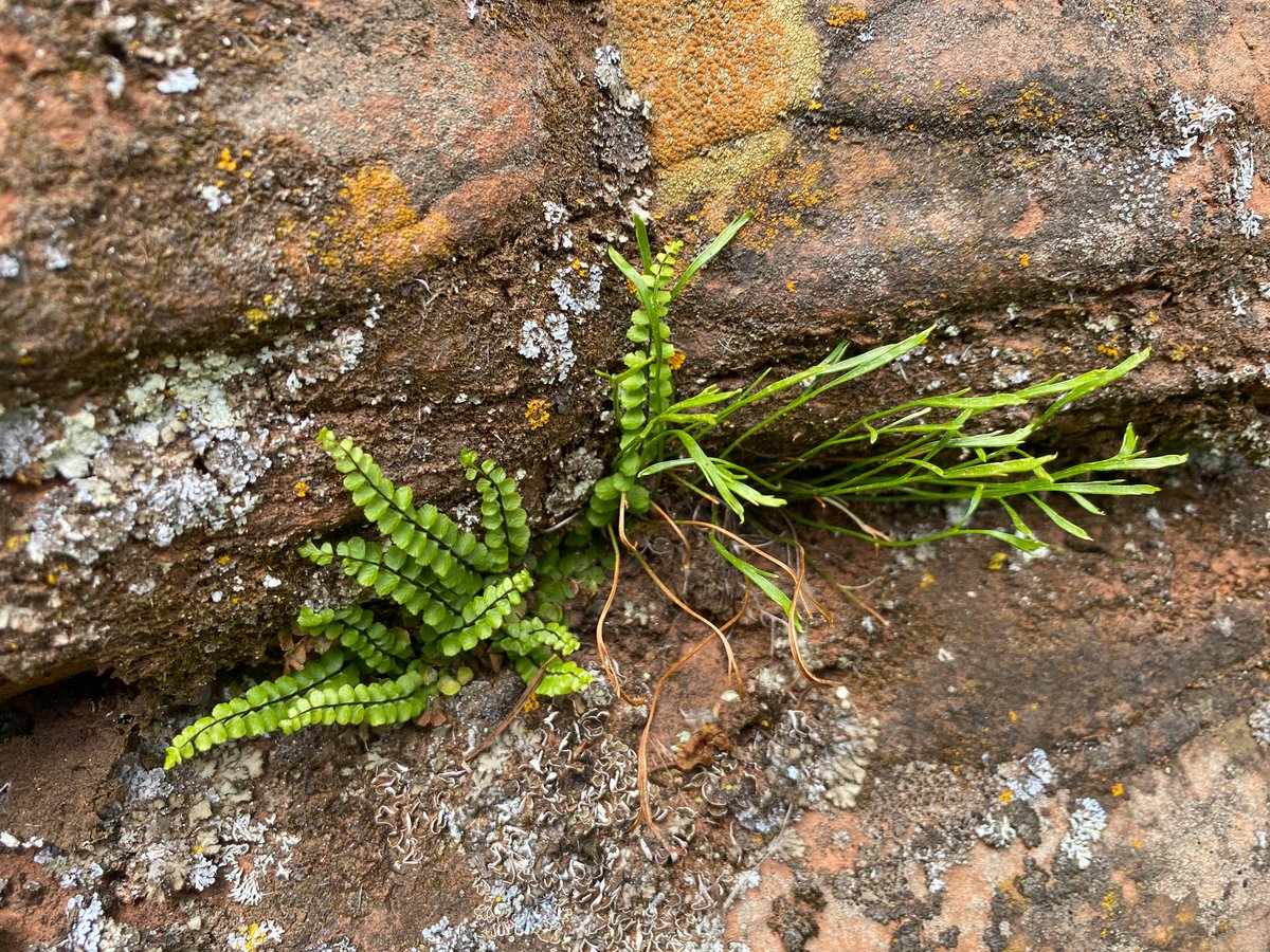 The inaugural UNM Herbarium Collecting Foray in the Zuni Mountains was a success! 20 botanists from around the state came together to capture the flora last weekend. Looking forward to next year! 🌱 <a href="/marxhannah/">Hannah Marx, PhD</a> <a href="/UNM_MSB/">Museum of Southwestern Biology</a>