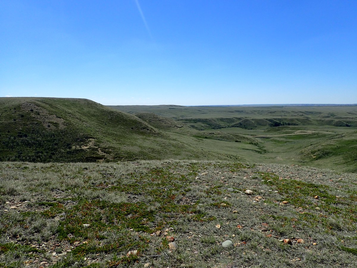 Field tours announced! Cactus Hills/Dirt Hills/Massold Clay Canyons (Spring Valley) on June 24-25 and Rose Creek Ranch (Eastend) on July 8. Go to npss.sk.ca for details and to register.