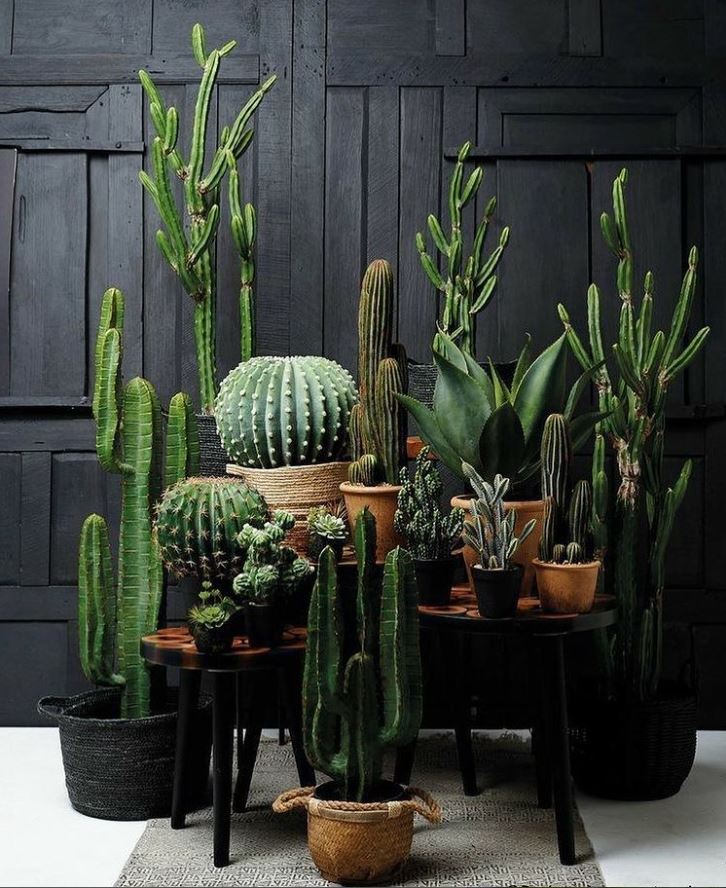 sansevieria cylindrica african spear 25 main image 0