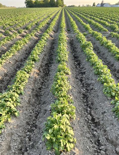 Little Star potatoes coming along nicely! Great tuber count for this early in the season 🥔🌟