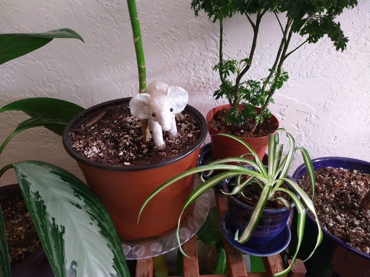 ProfDankSoil's tweet photo. Teeny tiny spider plant 🕷️ https://t.co/tmQDiLKLFS