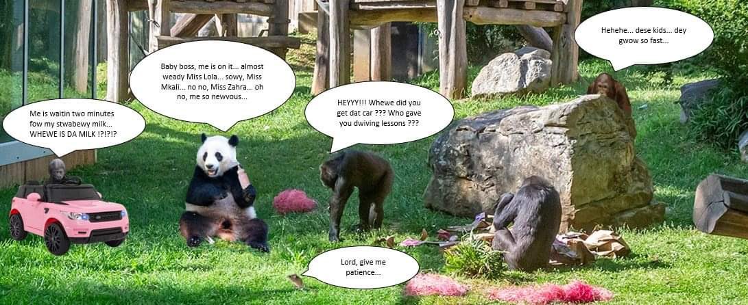 Famous Babies Club (@famousbabiesc) on Twitter photo Pwease Lord, give Larry stwength… <a href="/DCPandaCub4/">Xiao Qi Ji</a> <a href="/MokeGorilla/">Moke</a> <a href="/OrangutanRedd/">Redd O’rangutan</a> <a href="/BeiBeiPanda3/">Bei Bei Panda</a> <a href="/pinkypanda0823/">Princess Pinky 1st of Her Name & Mother of Pandas</a> @YuanMengPanda (owiginal pics by auntie Mewy and unka Allen) Pwease Lord, give Larry stwength… <a href="/DCPandaCub4/">Xiao Qi Ji</a> <a href="/MokeGorilla/">Moke</a> <a href="/OrangutanRedd/">Redd O’rangutan</a> <a href="/BeiBeiPanda3/">Bei Bei Panda</a> <a href="/pinkypanda0823/">Princess Pinky 1st of Her Name & Mother of Pandas</a> @YuanMengPanda (owiginal pics by auntie Mewy and unka Allen)
