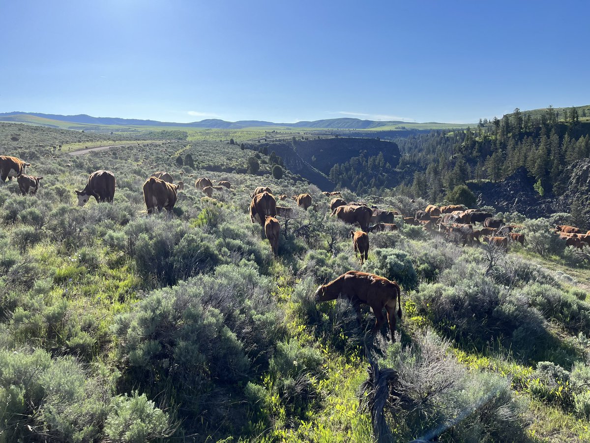 ColeLickley's tweet photo. Day 4 of the trail.
I bought Reba last year as a two year old - today was her first time moving cows. https://t.co/O4CecJhj0q