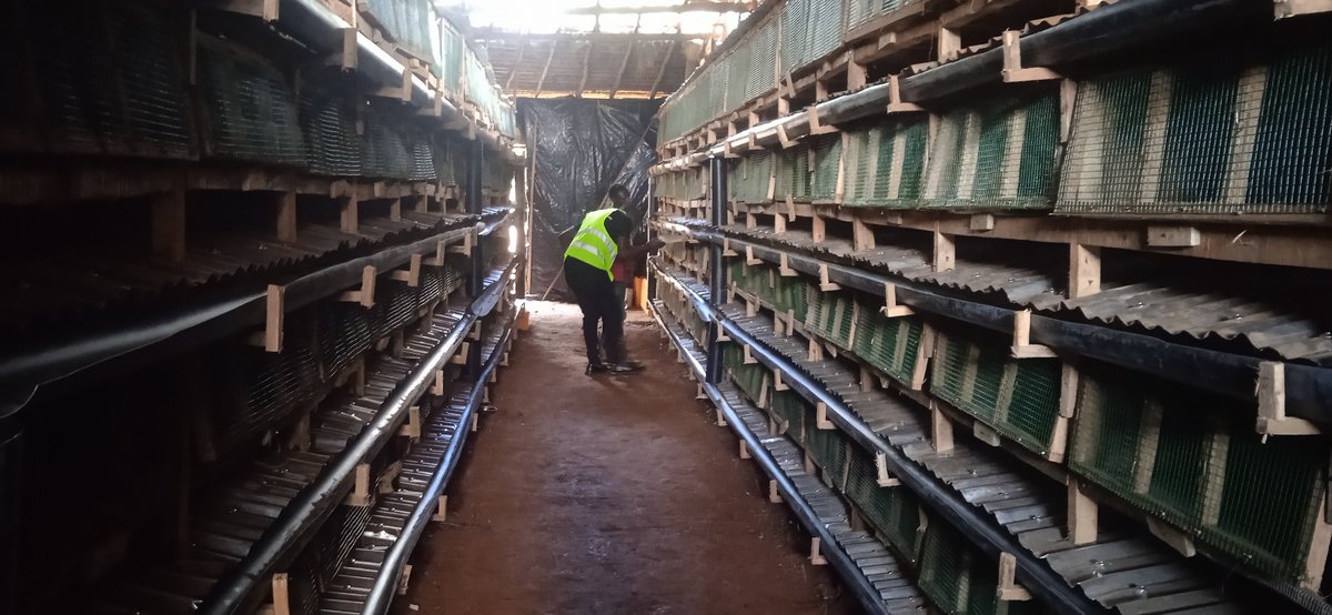 Arleneantoine14's tweet photo. Le Directeur Technique Terry Nishimwe de l'entreprise SEFACO fait la visite des terrains à Mwaro pour l'installation d'un Étang hors sol
Il a vu des activités intéressantes lors de cette visite

SEFACO compte commencer la consultance des projets dans la Pisciculture

#Burundi https://t.co/SDWwLSX0w8