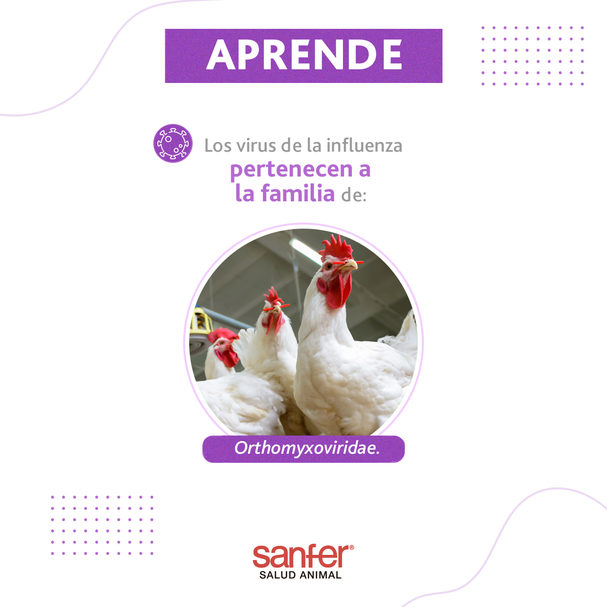 Los virus de la influenza aviar continúan en circulación, siendo un problema importante en la avicultura mundial, ¡Protege a tus aves de producción!

#Avicultura #SanferSaludAnimal #Aves #InfluenzaAviar #GranjasAvícolas