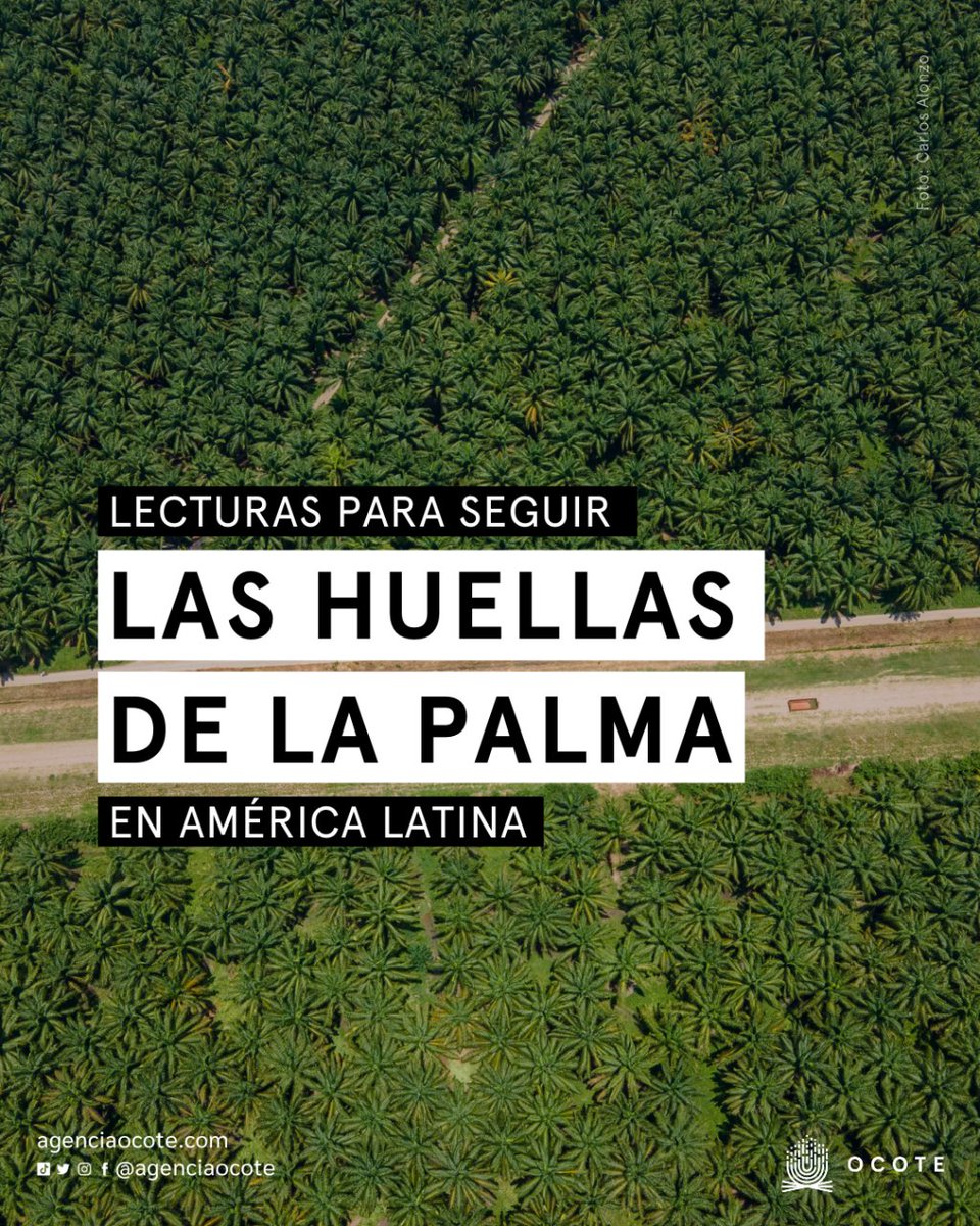 AgenciaOcote's tweet photo. 🌿 En el Día Mundial del Ambiente hacemos un recorrido por la huella que ha dejado el aceite de palma en América Latina. 
🌍¿Qué ha sucedido en los países a lo largo del tiempo?

En este 🧵te contamos 👇 https://t.co/IDbAVW8OQq