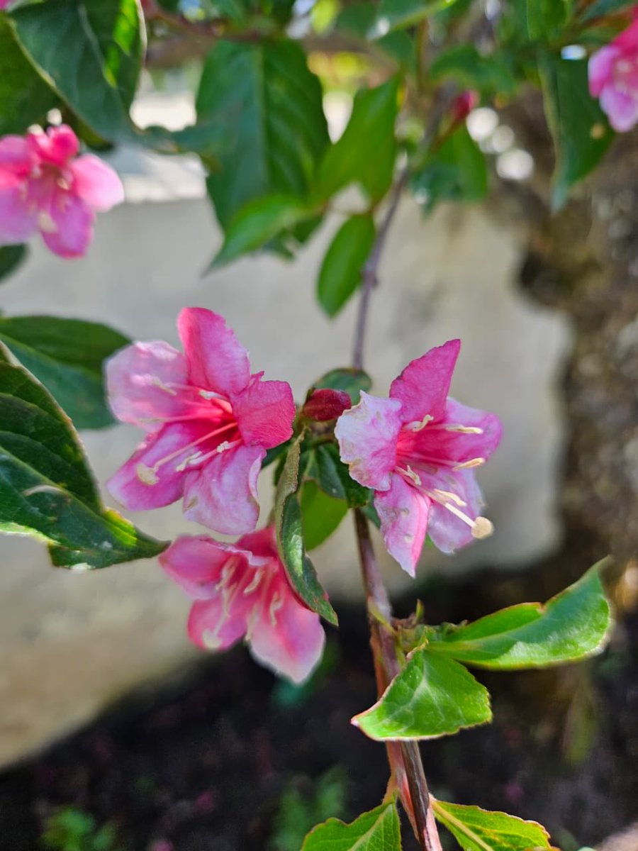 Good morning friends…..
Enjoy your lovely and beautiful day ❤️🙏